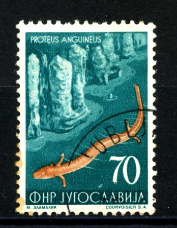 1954 - JUGOSLAVIA - 70d. FAUNA PROTEO - USATO- LOTTO/33788