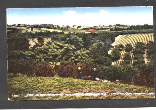 NUOVA ZELANDA - LOTTO/10475 - AUCKLAND STRAWBERRY GARDENS