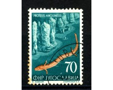 1954 - JUGOSLAVIA - 70d. FAUNA PROTEO - USATO- LOTTO/33788