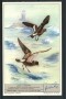 1963 - LIEBIG - LOTTO/18788 - UCCELLI OCEANICI