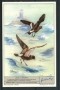 1963 - LIEBIG - LOTTO/18788 - UCCELLI OCEANICI